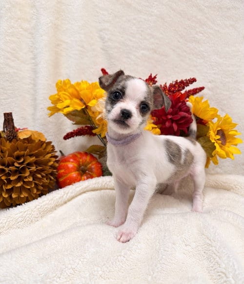Photo of Doolittle, adoptable Shih Tzu in Ellijay, Georgia