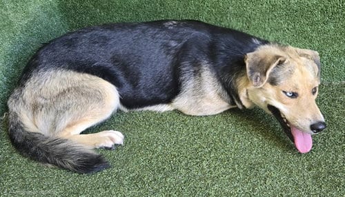 Photo of Bam Bam, adoptable German Shepherd Dog in Lancaster, California