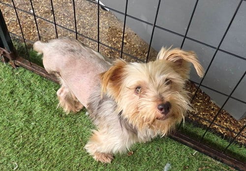 Photo of Bentley, adoptable Yorkshire Terrier Yorkie in Spring, Texas