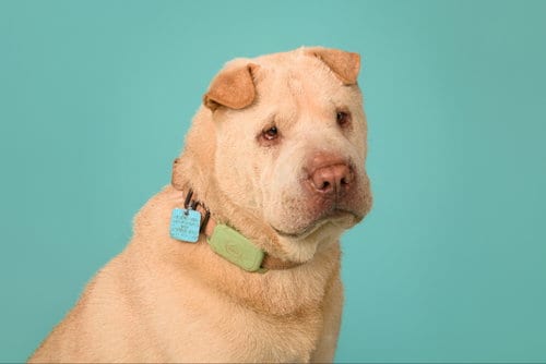 Photo of Simon, adoptable Chinese Shar-Pei in Tucson, Arizona