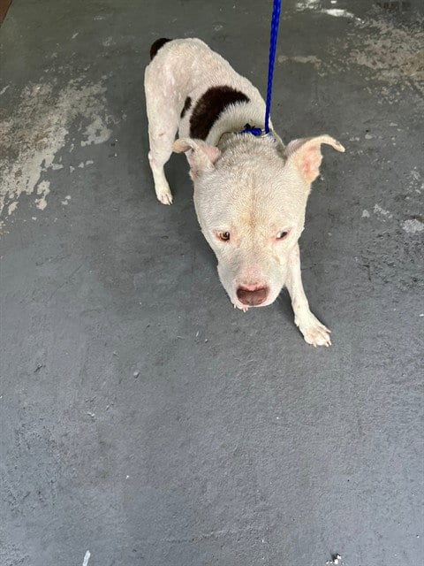 Photo of Hydro, adoptable American Bulldog in Miami, Florida