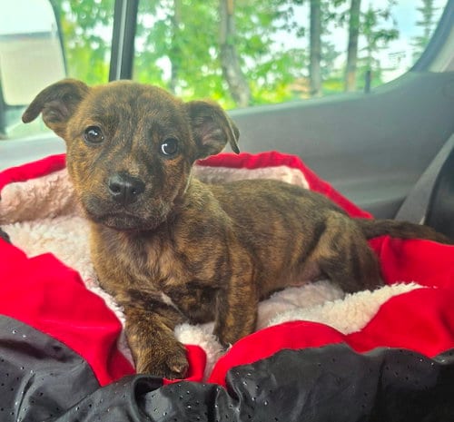 Photo of Bumble, adoptable Dachshund in Anchorage, Alaska
