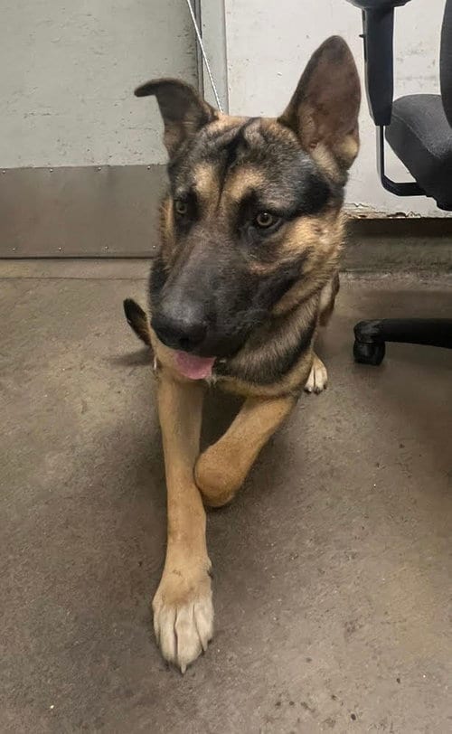Photo of Lau, adoptable German Shepherd Dog in Van Nuys, California