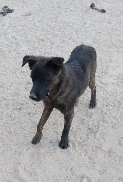 Photo of Taz, adoptable American Water Spaniel in Golden Valley, Arizona