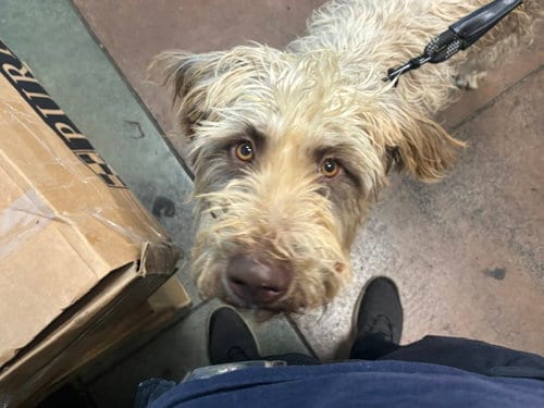 Photo of Autumn, adoptable Poodle (Standard) in Van Nuys, California