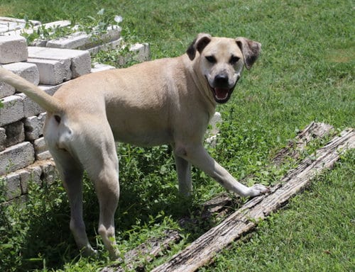 Photo of Blondee, adoptable Black Mouth Cur in Pflugerville, Texas