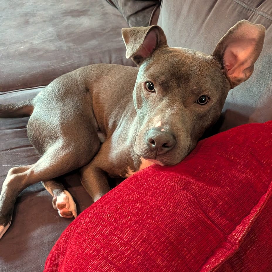 Photo of Noodle D11981, adoptable Terrier, American Pit Bull / Terrier, American Staffordshire in Princeton area, Minnesota