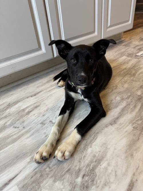 Photo of Bailey, adoptable Unknown breed (short coat) in Fenton, Missouri