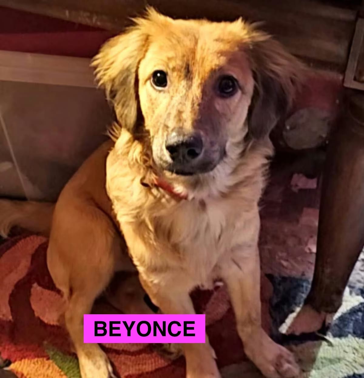 Photo of Beyonce, adoptable Labrador Retriever Mutt in EAST FALMOUTH, Massachusetts