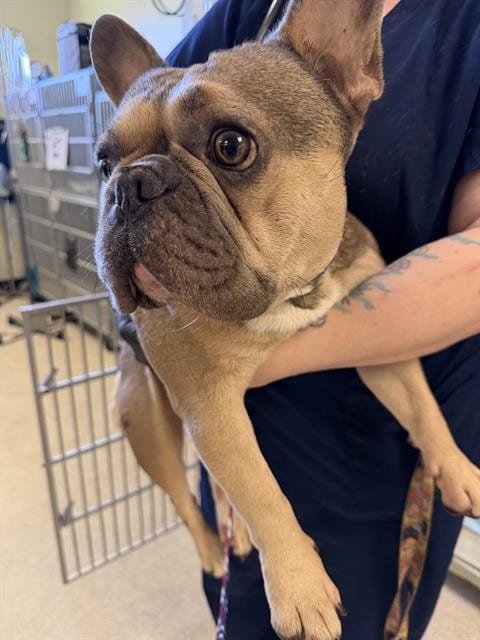 Photo of Arlo, adoptable French Bulldog in Camarillo, California