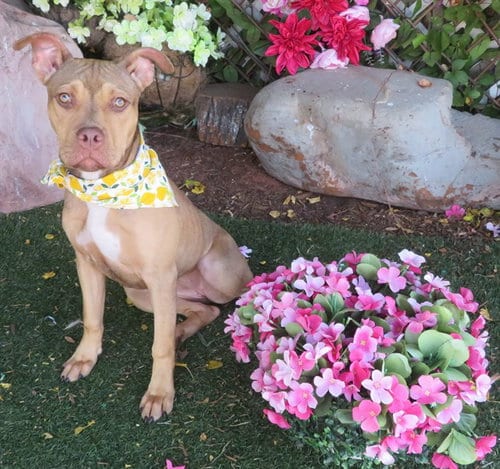 Photo of Sally, adoptable American Staffordshire Terrier in Oklahoma City, Oklahoma