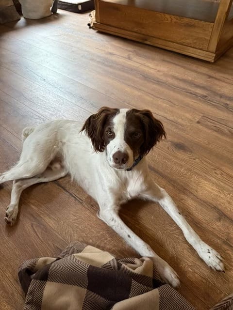 Photo of WI/Griff, adoptable Brittany in Curwensville, Pennsylvania