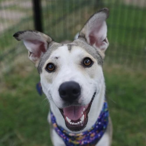 Photo of Ellie, adoptable Husky in San Antonio, Texas