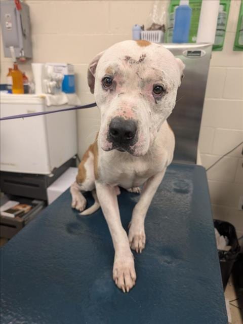 Photo of Goku, adoptable Bulldog in Mobile, Alabama