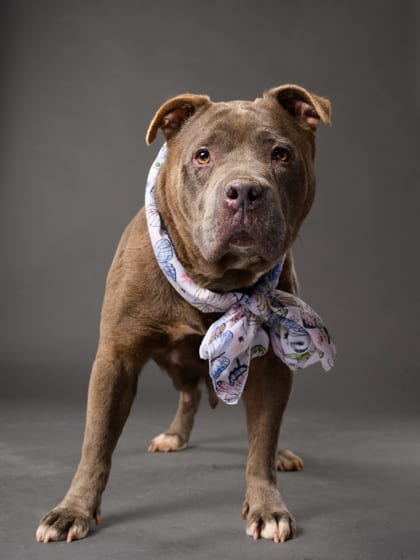 Photo of Lady White, adoptable dog in Atlanta, Georgia