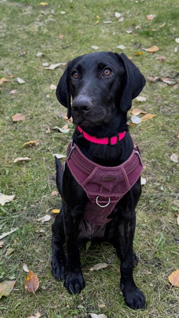 Photo of Scout, adoptable Labrador Retriever in Fairbanks, Alaska