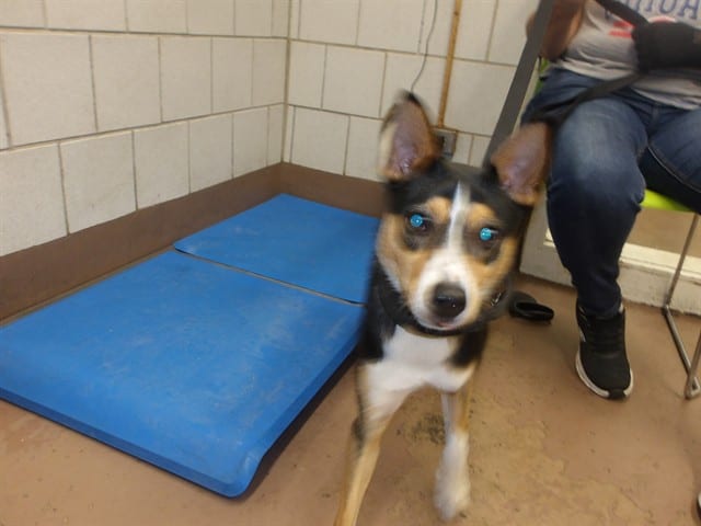 Photo of Monty, adoptable Miniature Pinscher in Chicago, Illinois