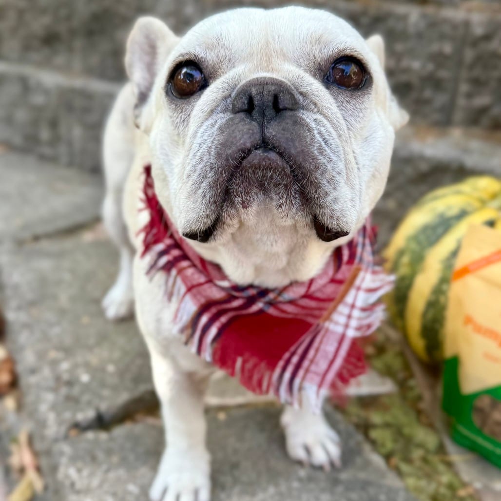 Photo of Gigi, adoptable Bulldog, French in California, California