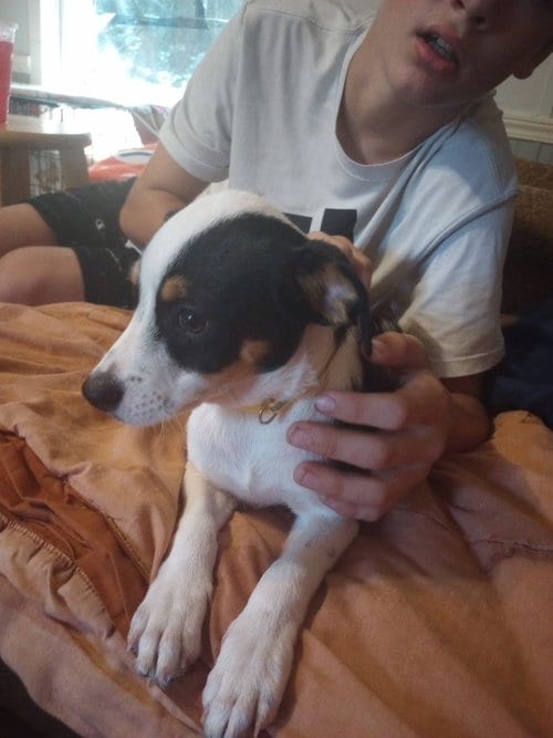Photo of Oreo Mr., adoptable Terrier in The Woodlands, Texas