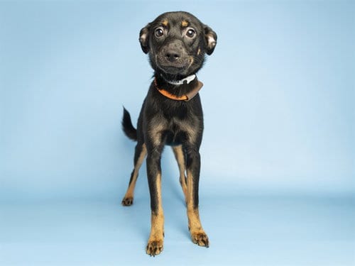 Photo of Apple, adoptable Chihuahua in Phoenix, Arizona