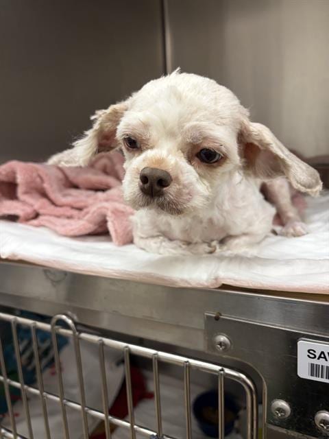 Photo of Alia, adoptable Poodle (Miniature) in Sacramento, California