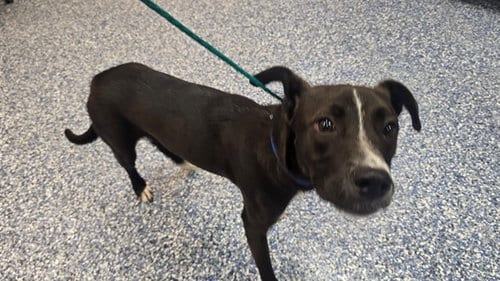 Photo of Freddy, adoptable Pit Bull Terrier in Thousand Palms, California