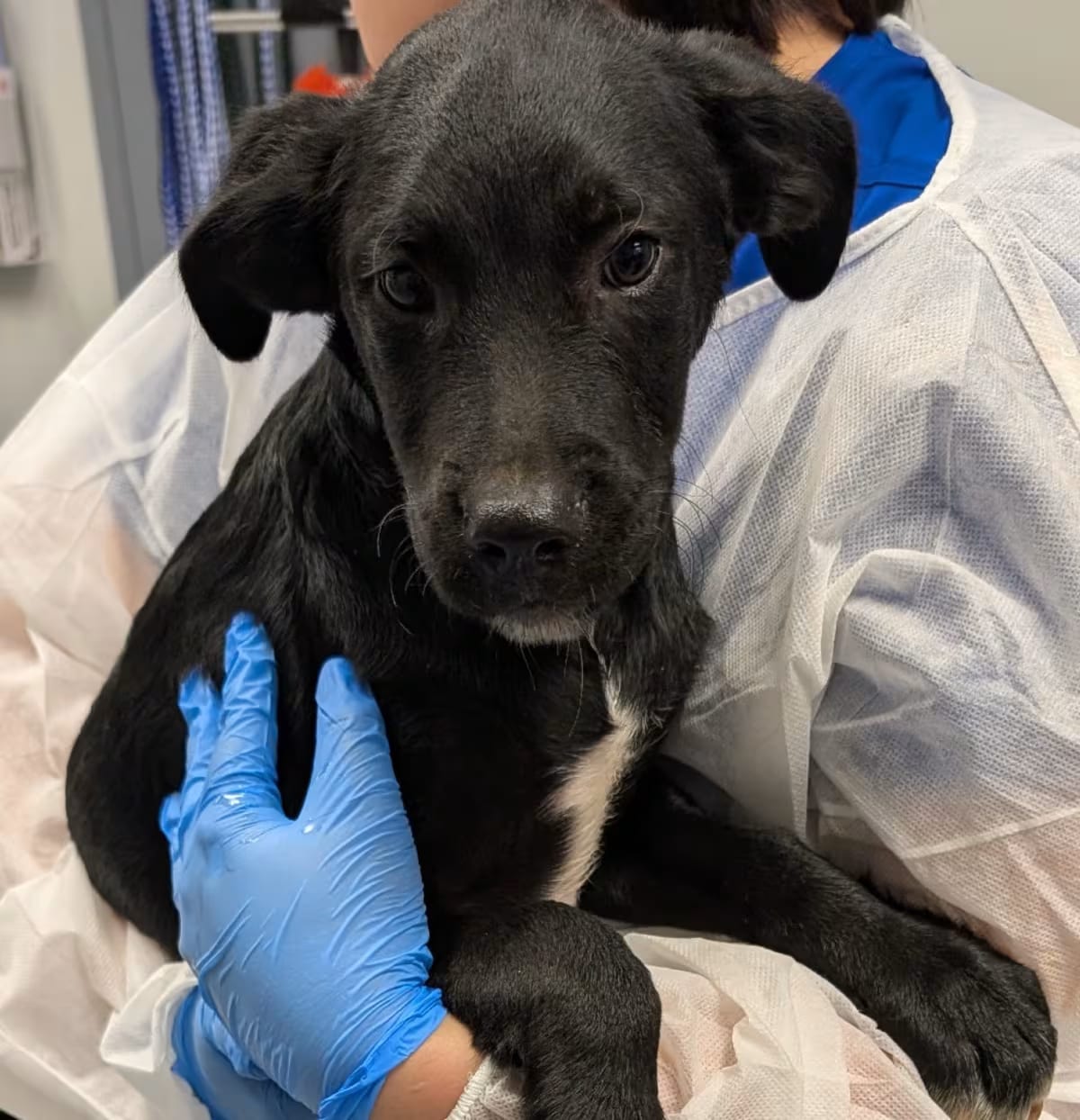 Photo of Cucumber, adoptable Mixed Breed (Medium) in Greenville, South Carolina