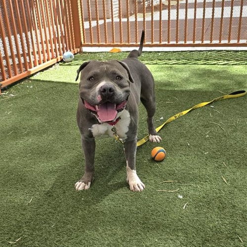 Photo of Cassey, adoptable Pit Bull Terrier in Las Vegas, Nevada