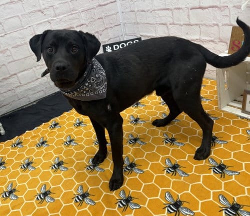 Photo of Subaruu, adoptable Labrador Retriever in Detroit, Michigan