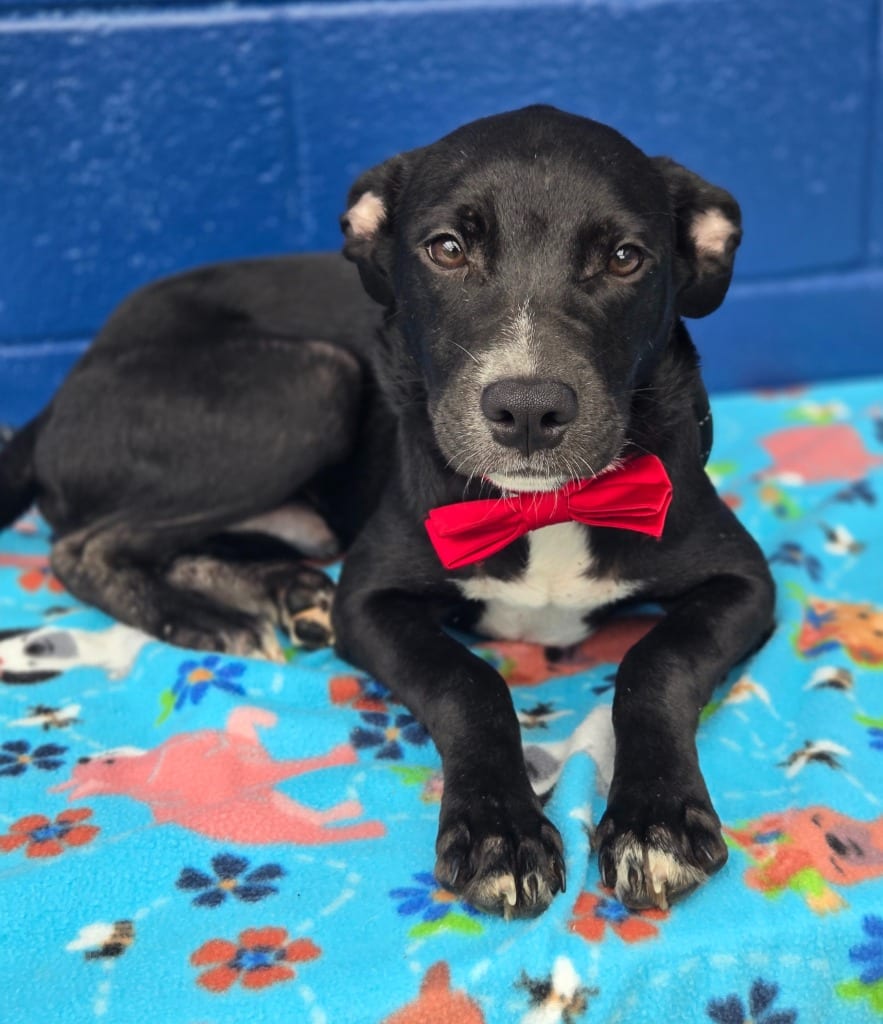 Photo of Kendall (Big Time Rush x4), adoptable Labrador Retriever in Hartsville, South Carolina