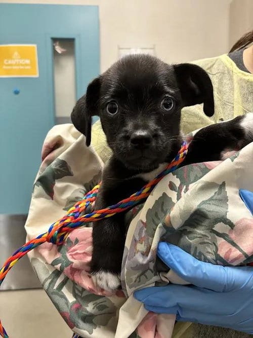 Photo of Jackie, adoptable Chihuahua in Las Vegas, Nevada