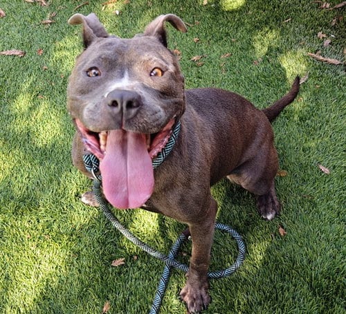 Photo of Travi, adoptable Pit Bull Terrier in San Jose, California