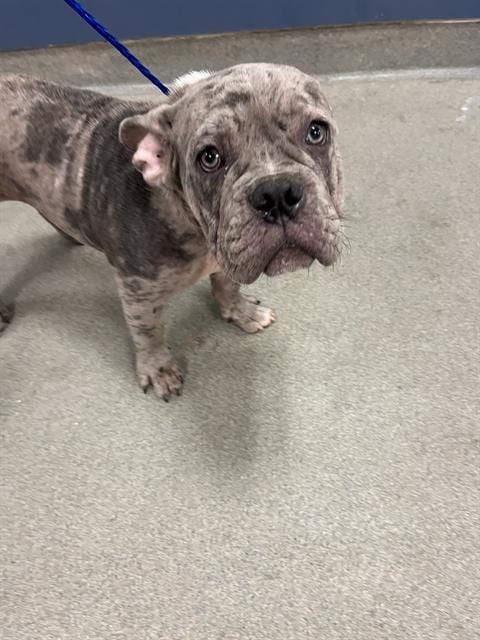Photo of Tank, adoptable French Bulldog in Miami, Florida