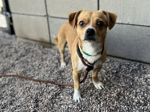 Photo of Flank, adoptable Chihuahua in Mesa, Arizona