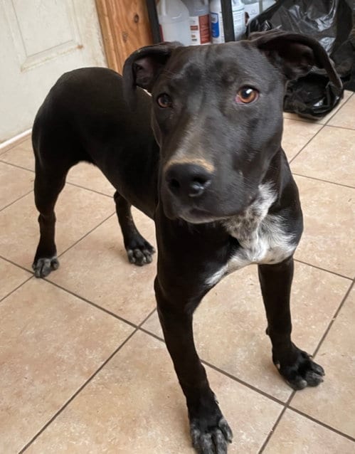 Photo of LB, adoptable Staffordshire Bull Terrier in Tracy City, Tennessee