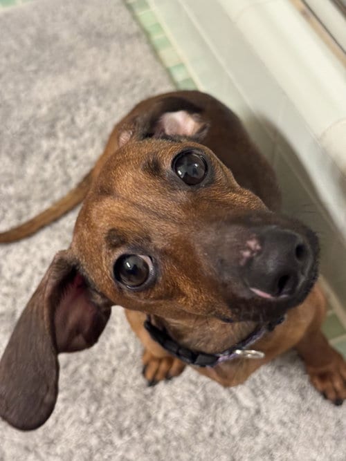 Photo of Libby2 (fostered in South Carolina), adoptable Dachshund in Brookfield, Maryland