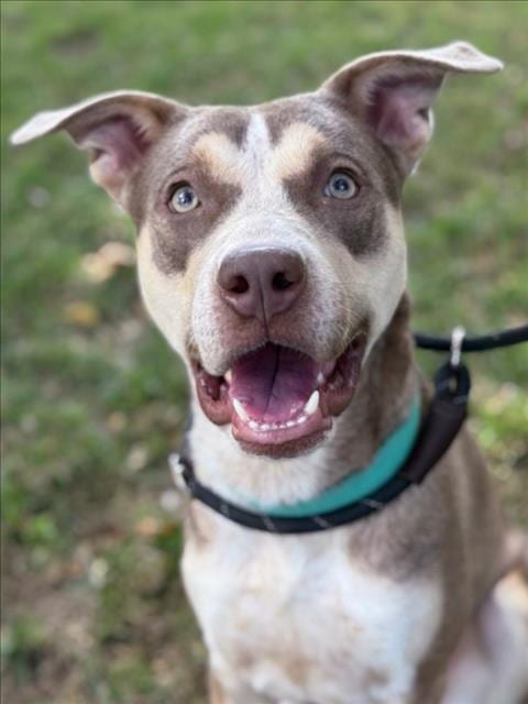 Photo of Ruby, adoptable Pit Bull Terrier in Woodland, California