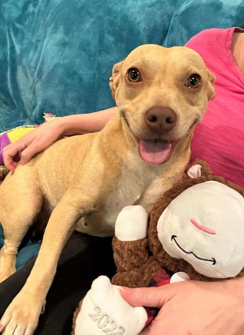 Photo of Ash (AL), adoptable Basset Hound in New York, New York