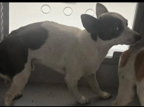 Photo of A172034, adoptable Chihuahua in Bakersfield, California