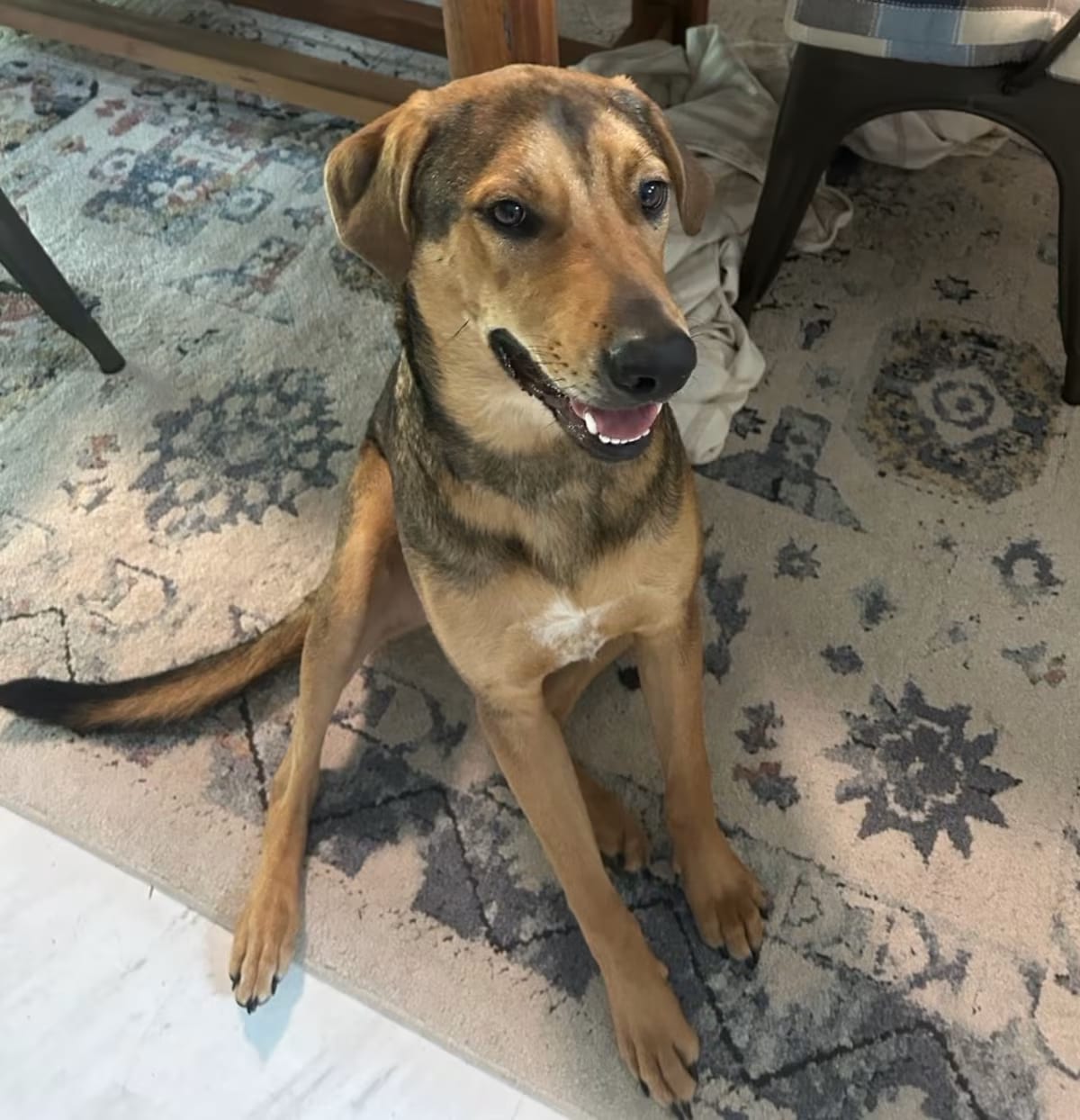 Photo of Bruiser, adoptable Labrador Retriever/Basset Hound in QUINCY, Florida