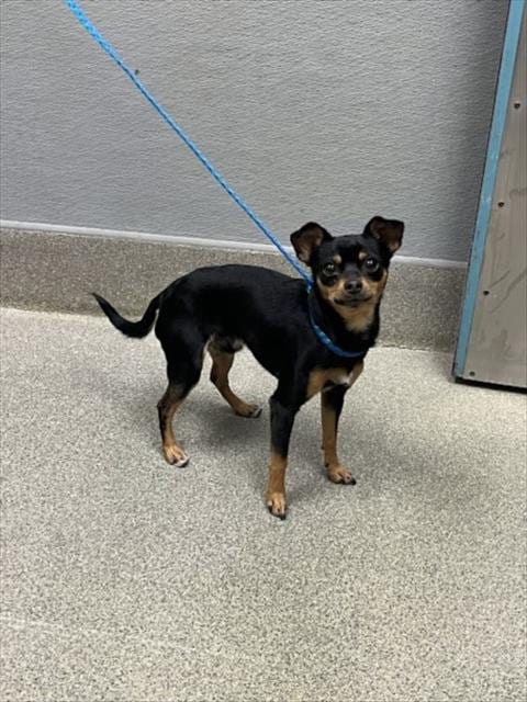 Photo of Fun Guy, adoptable Chihuahua in Las Vegas, Nevada