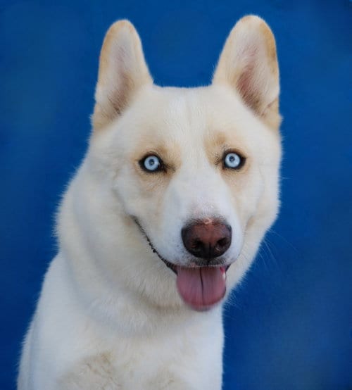 Photo of Snow, adoptable Siberian Husky in Pasadena, California