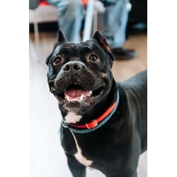 Photo of Pookie Bookie, adoptable Mixed Breed (Medium) in New Castle, Delaware