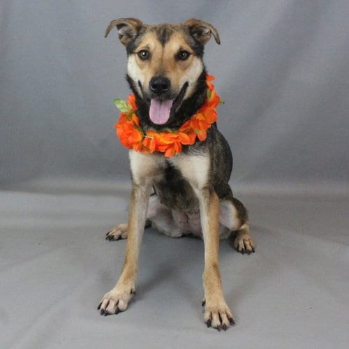 Photo of Gummy Bear, adoptable Unknown breed in Shelburne, Vermont