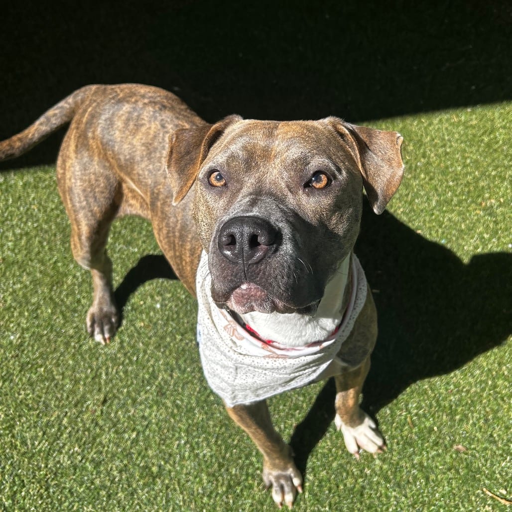 Photo of Brandi, adoptable Mixed Breed (Large)