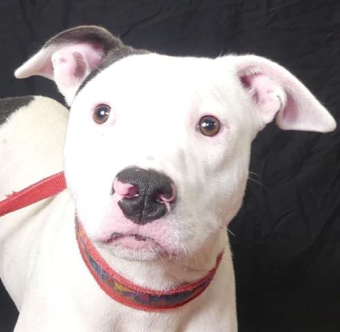 Photo of Coco, adoptable Pit Bull Terrier in Ukiah, California