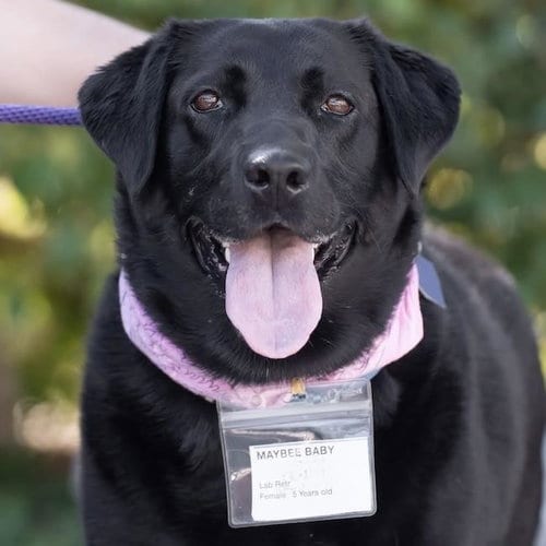 Photo of Maybee Baby, adoptable Labrador Retriever in San Diego, California
