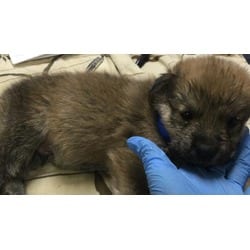 Photo of A1934702, adoptable Shepherd (Unknown Type) in Jurupa Valley, California