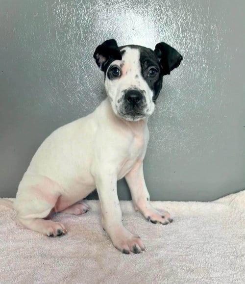 Photo of Lilypad, adoptable American Staffordshire Terrier in New Oxford, Pennsylvania