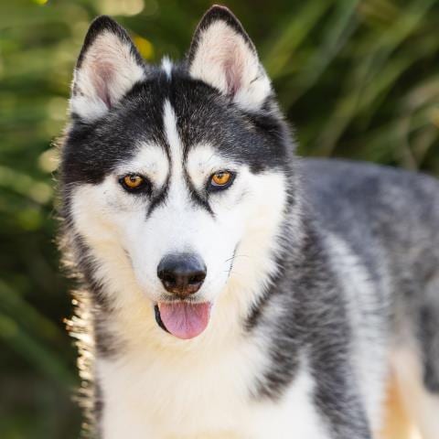 Photo of Oreo, adoptable Siberian Husky in Camarillo, California